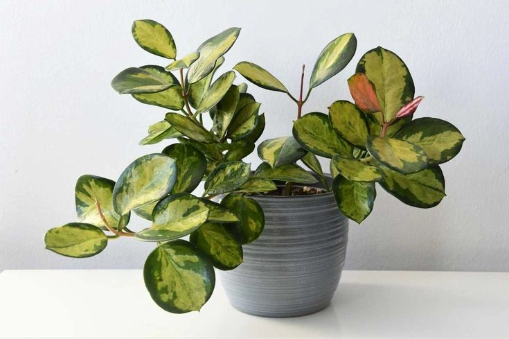 Peeacelily | 20 Common House Plants That Instantly Make Your Home Feel More Lush Hoya