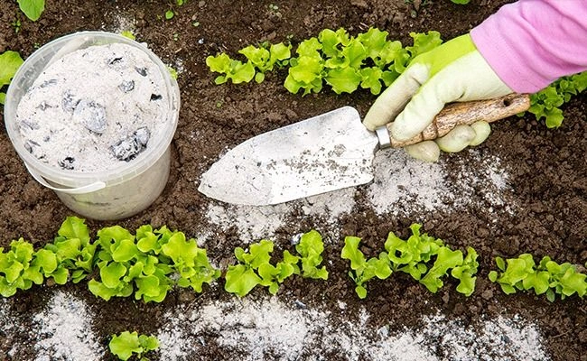 Peeacelily | Best Fertilizer for Flowering Plants: What Actually Works What Is the Best Fertilizer for Flowering Plants?