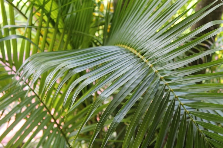 Areca Palm