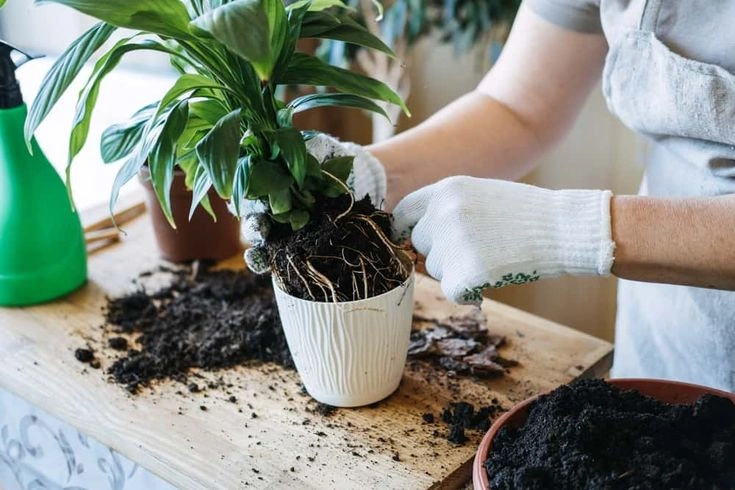 How Often Should You Repot Houseplants?