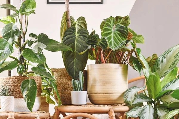 Choose One Statement Plant