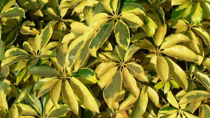 Peeacelily | 10 Best Bathroom Plants for Humid and Low-Light Spaces Umbrella Plant
