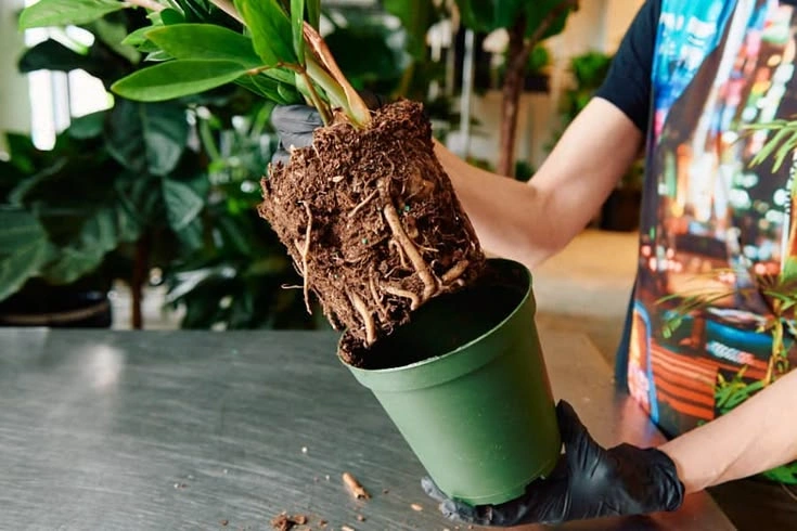 Peeacelily | How to Repot a Plant Without Damaging the Roots How Do You Know a Plant Needs Repotting?