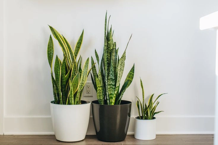 Peeacelily | 25 Best House Plants for Every Room and Lifestyle The Best House Plants for Beginners
