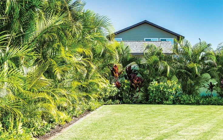 Peeacelily | Best Indoor Plants for Indian Homes and Apartments Areca Palm
