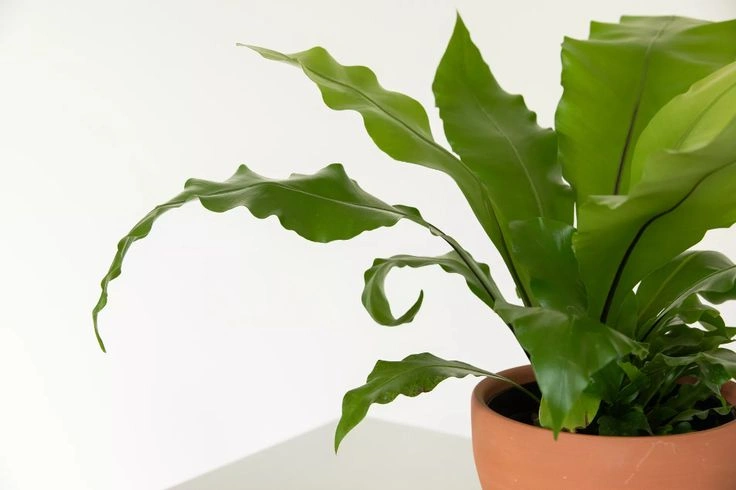Peeacelily | 10 Best Bathroom Plants for Humid and Low-Light Spaces 6. Bird's Nest Fern