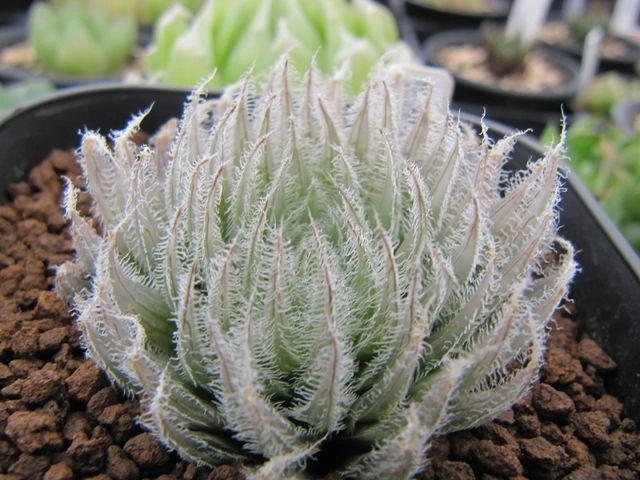 Aloe-Like Haworthia and Other Small Succulents