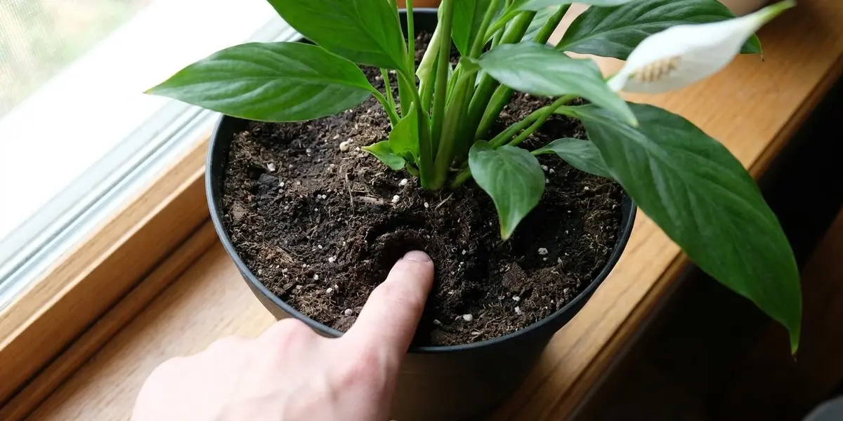 Peeacelily | Peace Lily Care: Light, Water, Humidity and Blooms Explained Simply Checking peace lily soil moisture before watering.