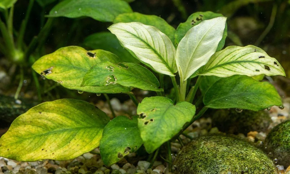 Peeacelily | Aquarium Plants: A Complete Guide to Types, Benefits, and Care Anubias leaves showing yellowing and damage in an aquarium