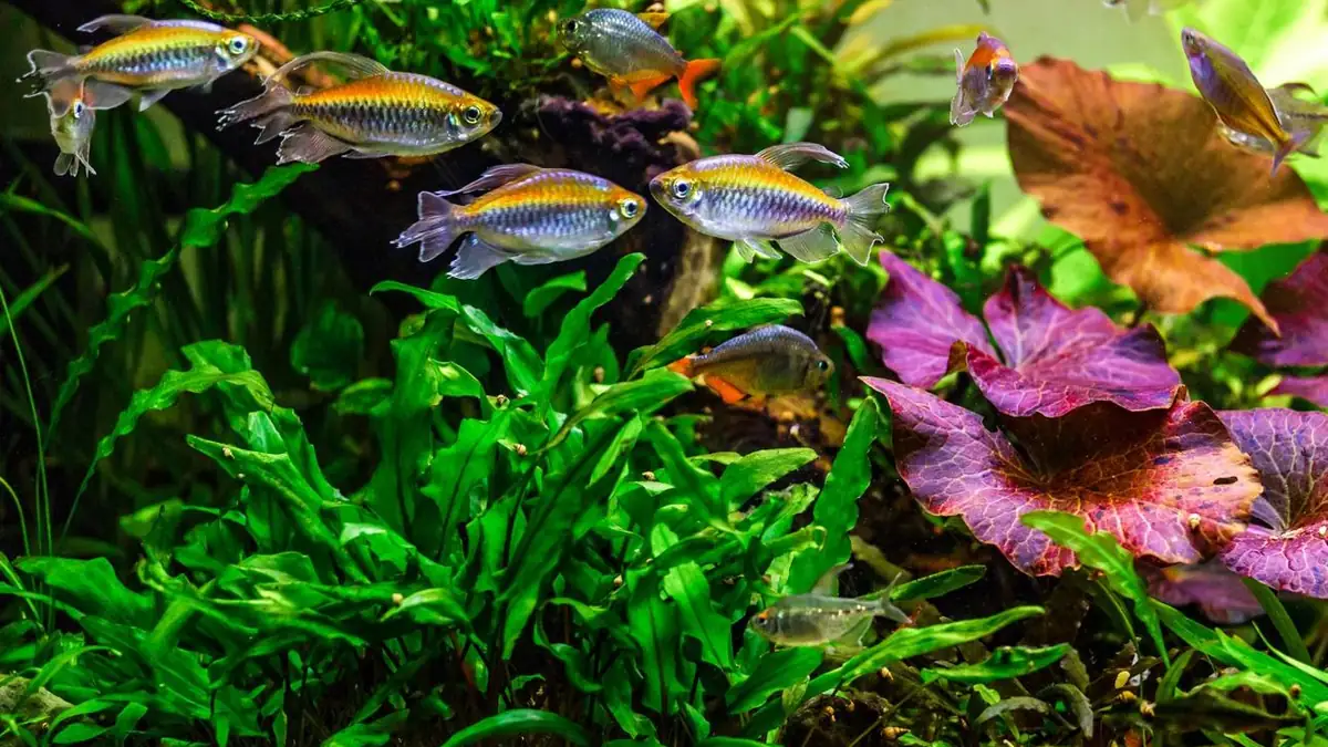 Peeacelily | Aquarium Plants: A Complete Guide to Types, Benefits, and Care Freshwater fish swimming through live aquarium plants