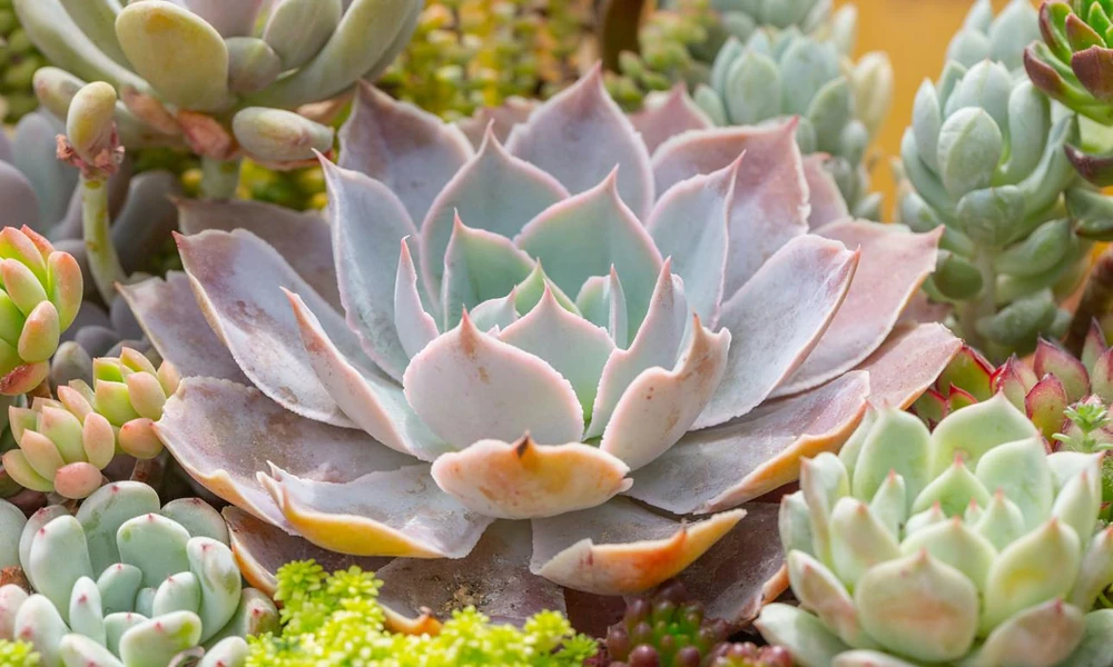 Peeacelily | Succulent Plants: A Complete Guide to Growing and Caring for Succulents Close-up view of a pale pink and green succulent rosette surrounded by various companion succulent plants
