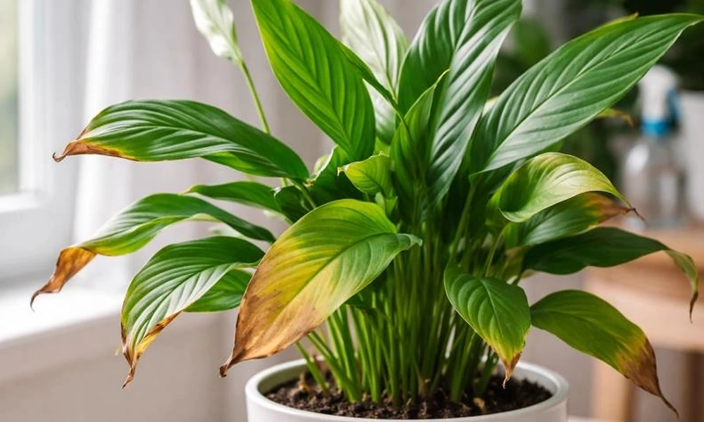 Peeacelily | Plant: A Complete Guide to Types, Growth, Care, and Benefits A peace lily plant displaying yellowing leaves and brown tips.
