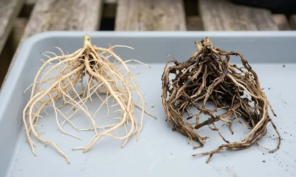 Peeacelily | How to Repot a Plant: Step-by-Step Guide for Beginners Side-by-side comparison of healthy white plant roots versus dark, mushy root-rot sections.