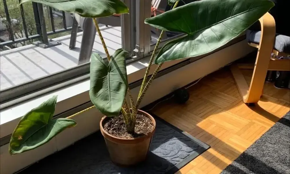 A large potted elephant ear plant positioned in a bright apartment setting