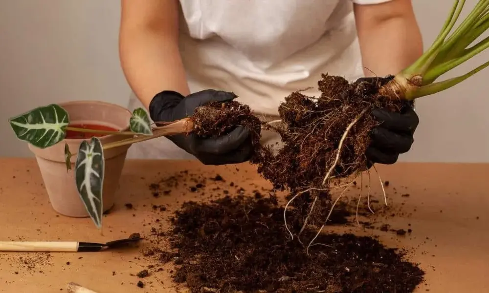 A gardener wearing gloves carefully separating the root system and offsets of a houseplant.