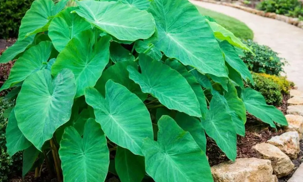 Lush, vibrant green elephant ear plant growing in a garden bed with giant tropical leaves.