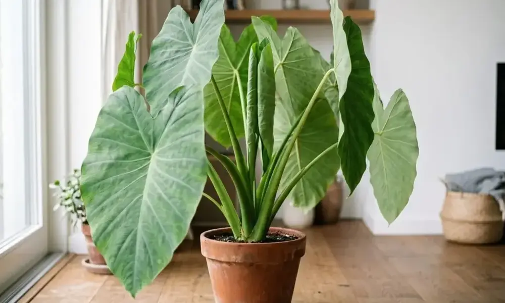 A healthy, large-leaved elephant ear plant in a terracotta pot.