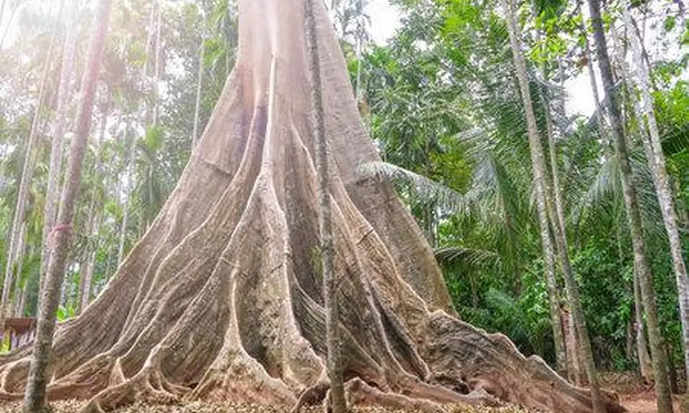 Peeacelily | Rainforest Plants: A Guide to Tropical Species, Adaptations, and Growth Giant kapok tree with a tall trunk and large buttress roots in a tropical forest.