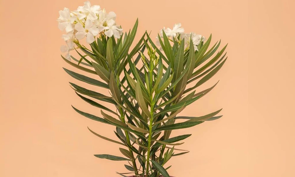 Oleander plant with white flowers that is highly toxic to cats.