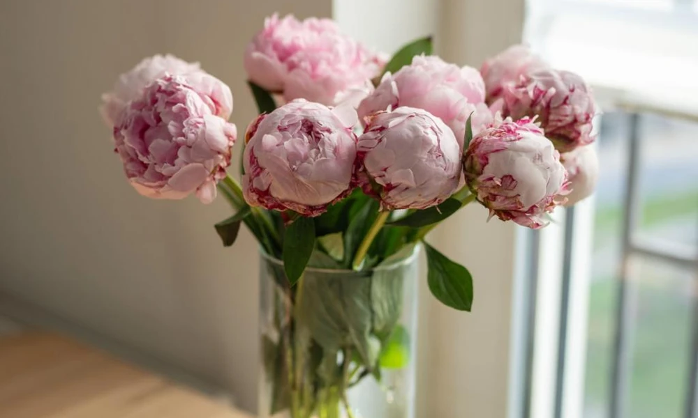 Peeacelily | Peonies: How to Grow, Plant, and Care for These Magnificent Flowers Freshly cut pink peonies arranged in a glass vase with green stems and leaves-Peonies