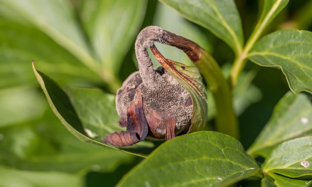 Peeacelily | Peonies: How to Grow, Plant, and Care for These Magnificent Flowers Peony flower buds with brown, wilted tissue and visible gray mold consistent with botrytis blight.