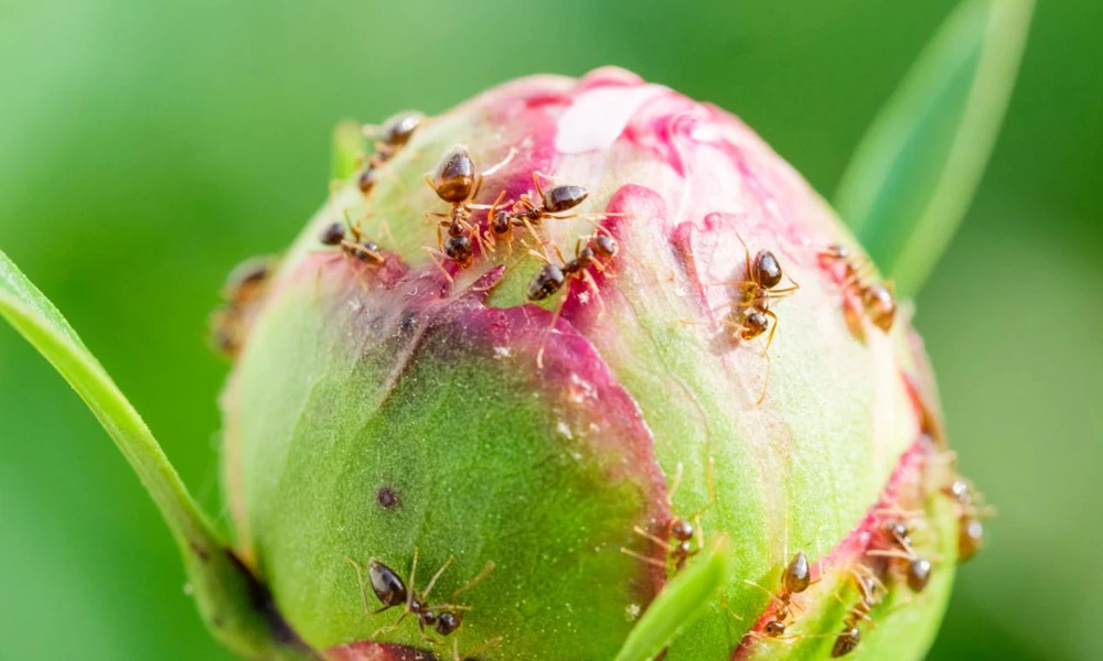 Peeacelily | Peonies: How to Grow, Plant, and Care for These Magnificent Flowers Small ants crawling on unopened green peony buds in a spring garden-Peonies