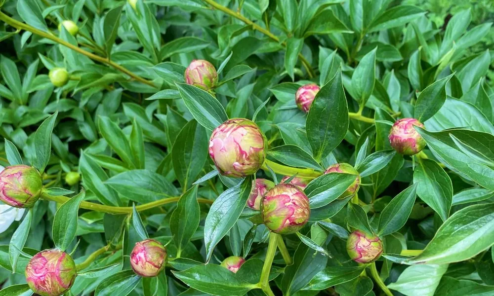 Peeacelily | Peonies: How to Grow, Plant, and Care for These Magnificent Flowers Healthy peony plant growing in a sunny garden with green foliage and developing flower buds.