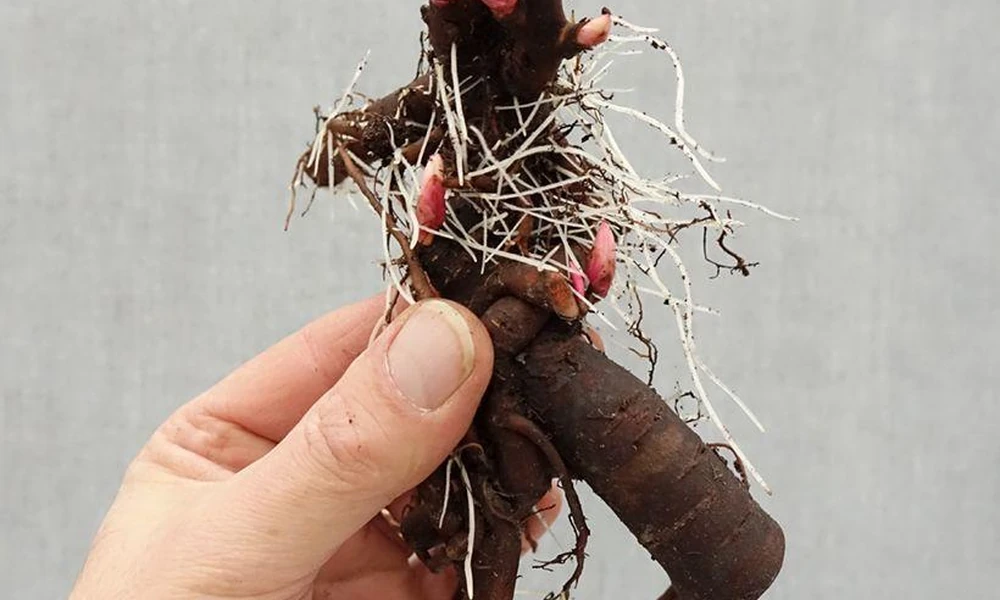 Peeacelily | Peonies: How to Grow, Plant, and Care for These Magnificent Flowers Bare-root peony with visible pink growing eyes and healthy roots ready for planting.