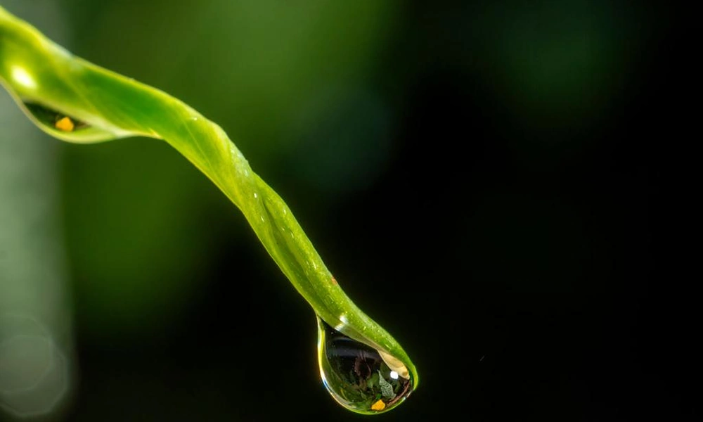 Peeacelily | Rainforest Plants: A Guide to Tropical Species, Adaptations, and Growth Tropical rainforest leaf with a pointed drip tip and water droplets after rainfall.