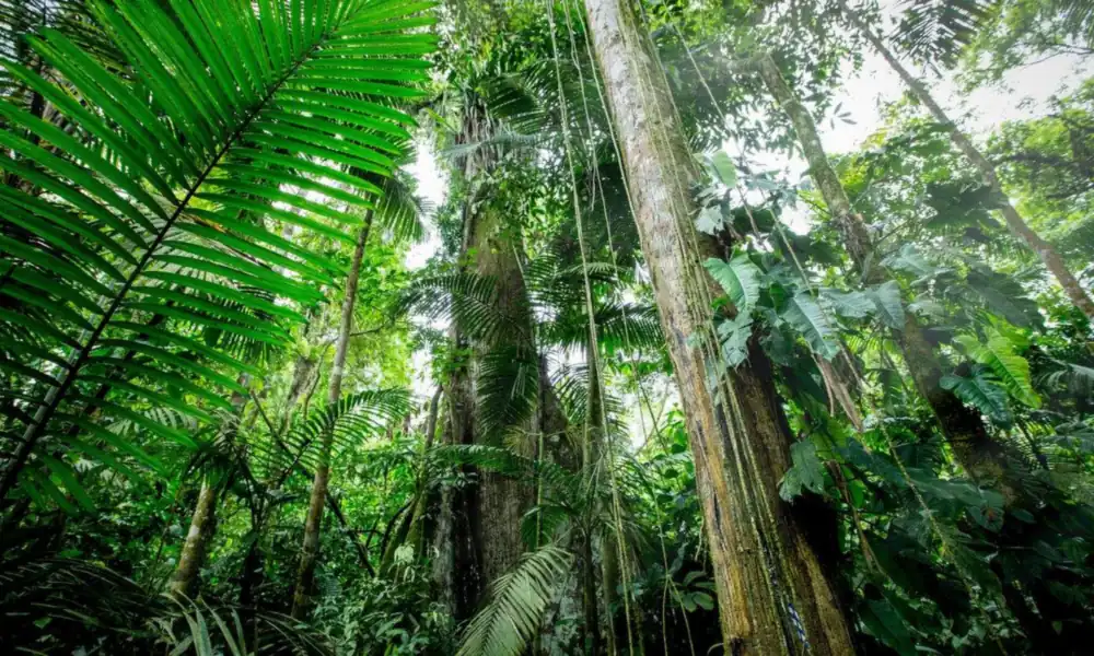 Peeacelily | Rainforest Plants: A Guide to Tropical Species, Adaptations, and Growth Looking up at tall forest trunks surrounded by large palm fronds and hanging vines