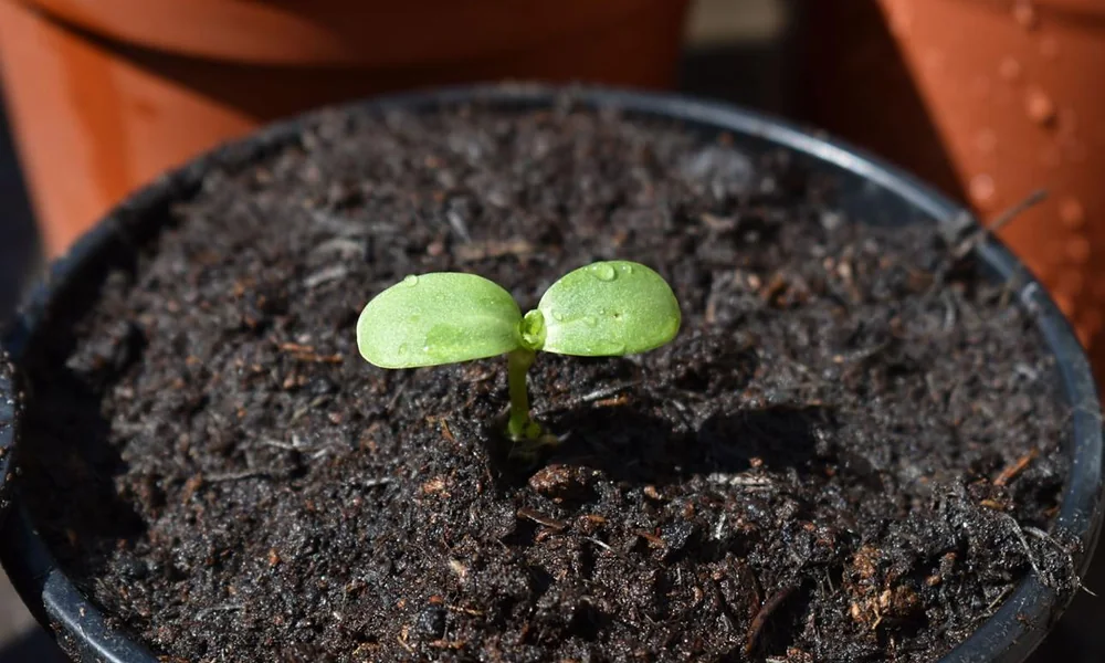 Peeacelily | Plant: A Complete Guide to Types, Growth, Care, and Benefits Stages of plant growth from a sprouting seed to a green seedling with roots.