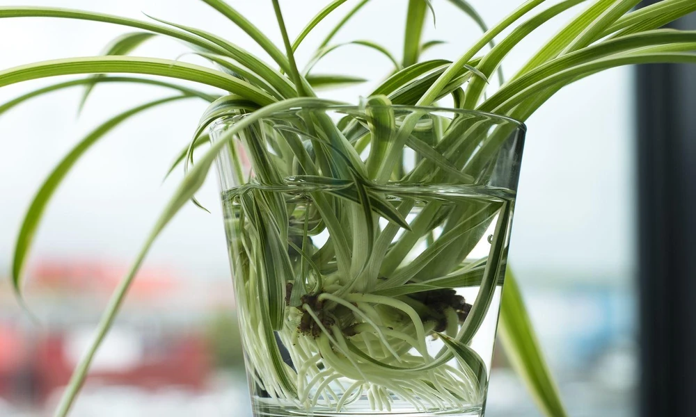 Spider plant babies developing white roots inside a clear glass jar of water