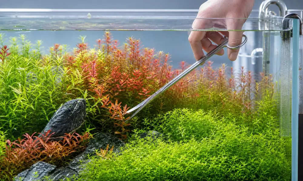 Peeacelily | Aquarium Plants: A Complete Guide to Types, Benefits, and Care Trimming overgrown stem plants using long aquarium scissors