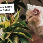 are peace lily toxic to cats