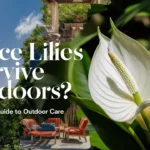 can peace lilies survive outdoors