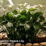 dynamic domino peace lily