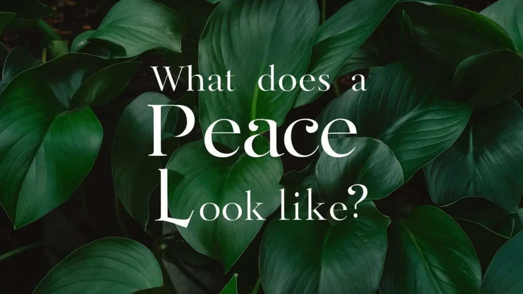 What Does a Peace Lily Look Like