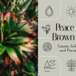 peace lily brown tips cause solution and preventions'