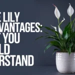 peace lily disadvantages