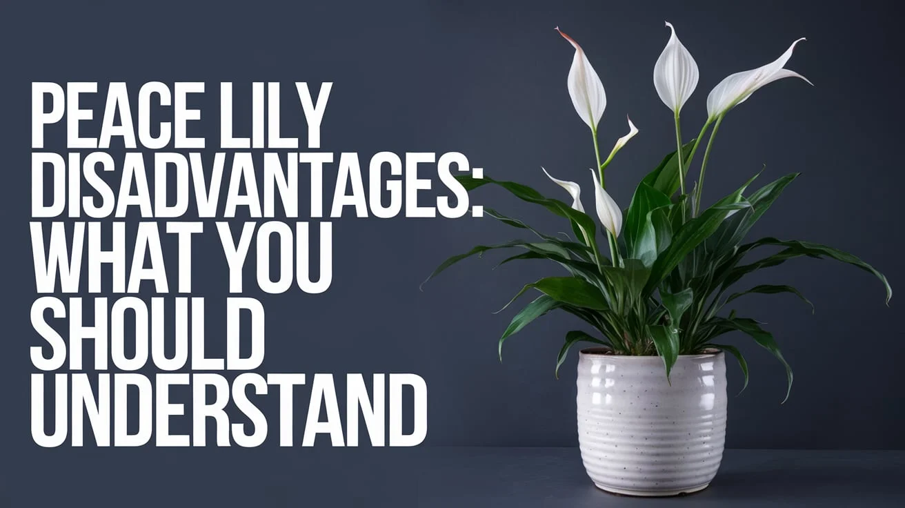 peace lily disadvantages