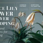 Peace Lily Flower Drooping: Causes and Solutions for Flowering