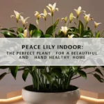 Peace Lily Indoor: The Perfect Plant for a Beautiful and Healthy Home 🌿🏠