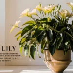 peace lily light requirements