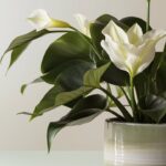 Peace Lily Plant : An Icon of Timeless Purity and Serenity