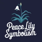 Peace Lily Symbolism