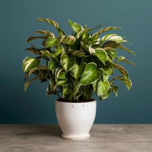 Spathiphyllum 'Piccolino