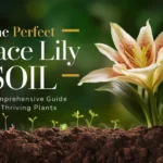 The Perfect Peace Lily Soil: A Comprehensive Guide to Thriving Plants