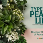 Types of Peace Lily: A Comprehensive Guide