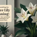 understanding the peace lily meaning