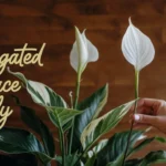 variegated Peace Lily: